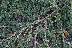 Indigofera linifolia var. campbellii